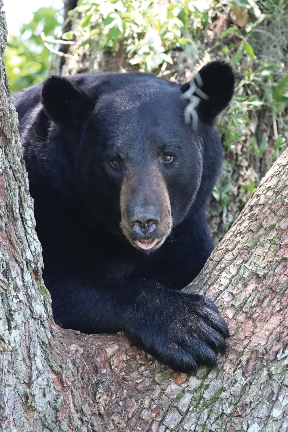 Bears are more active in the spring. [Photo by Karen Parker/FWC]